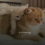 دانلود آهنگ امروز از هم گسستم اگه بال و پر شکستم